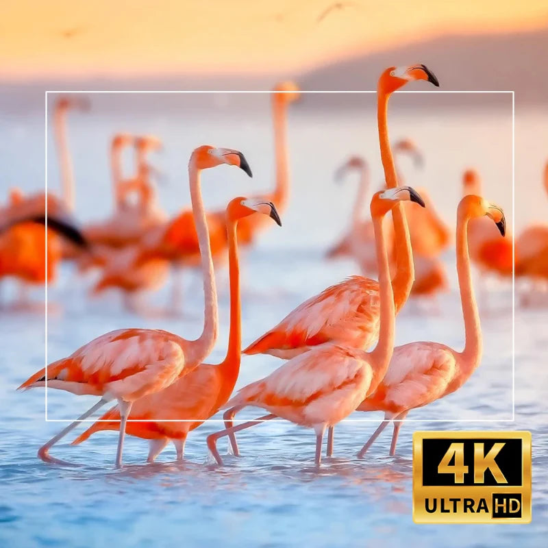 MaxView 4K - Magcubic